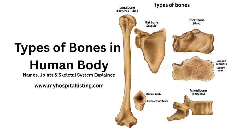 Types of Bones in Human Body: Complete Guide with Names, Functions, and Structure