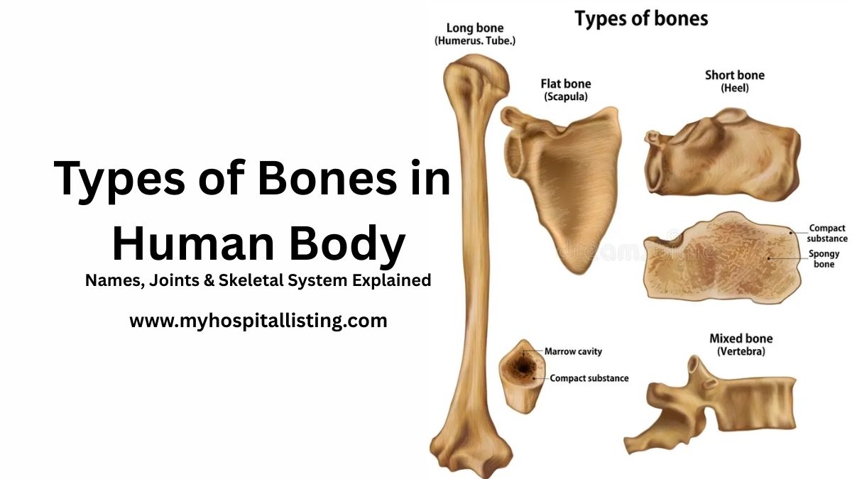 Types of Bones in Human Body: Complete Guide with Names, Functions, and Structure